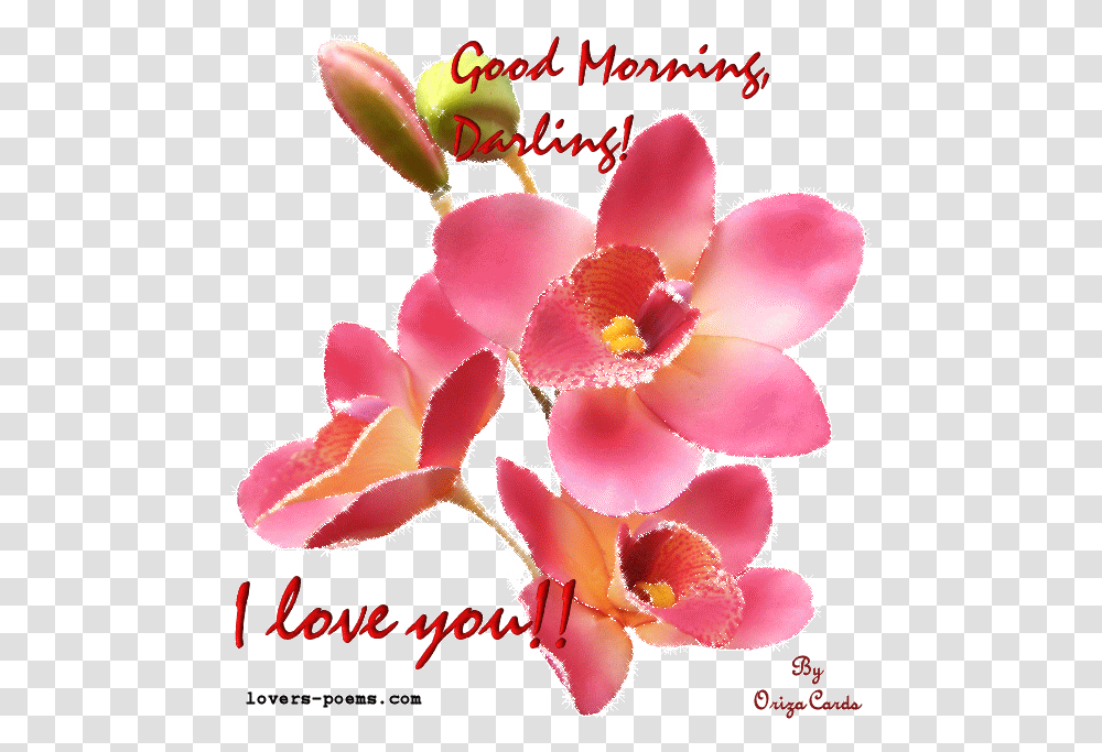 Romantic Good Morning Husband, Plant, Flower, Blossom, Orchid Transparent Png