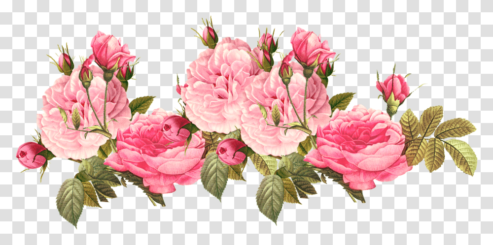 Romantic Pink Flower Border Photos Pink Flower, Plant, Blossom, Carnation, Peony Transparent Png