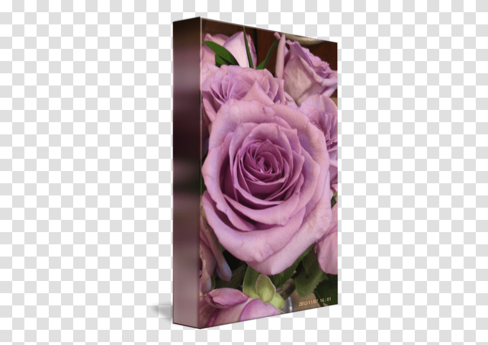 Romantic Purple Roses By Marie Millard, Flower, Plant, Blossom Transparent Png