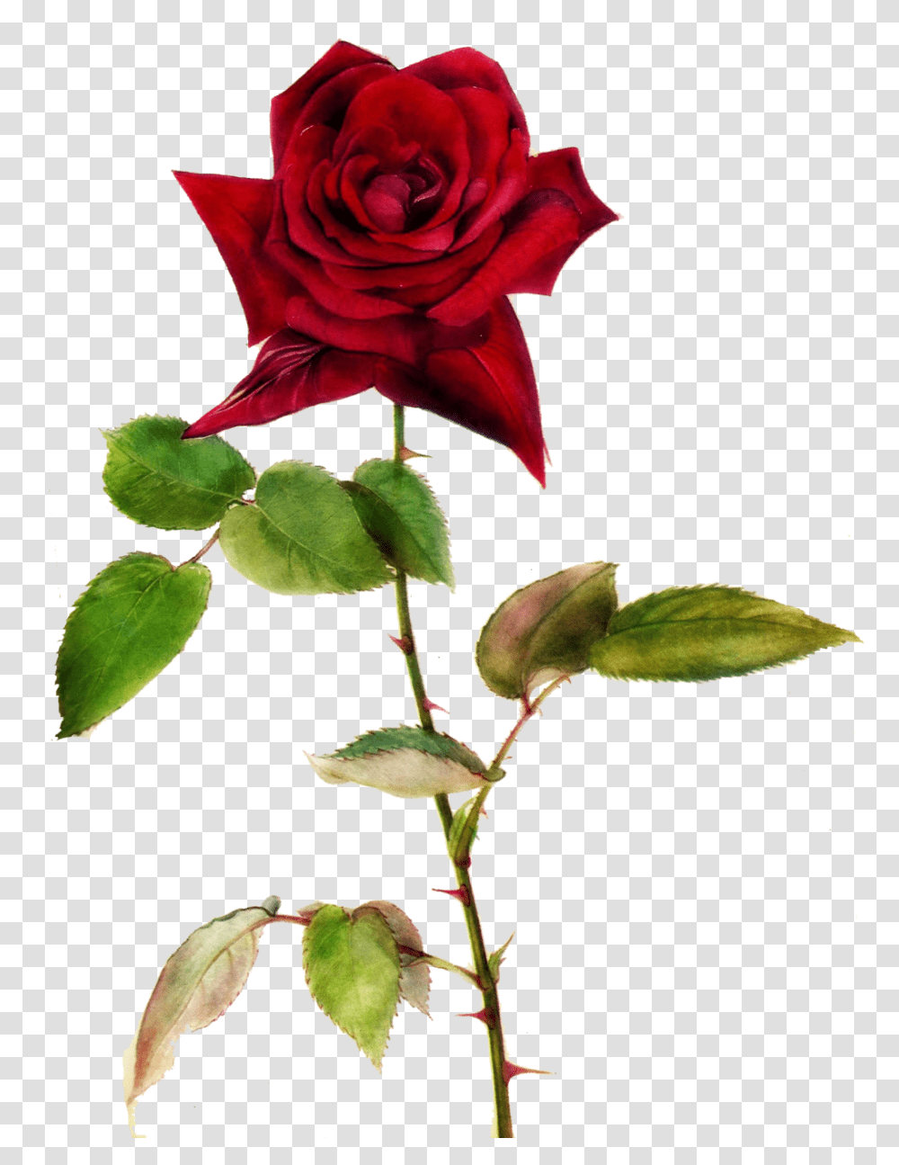 Romantic Red Roses Pictures, Plant, Flower, Blossom, Leaf Transparent Png