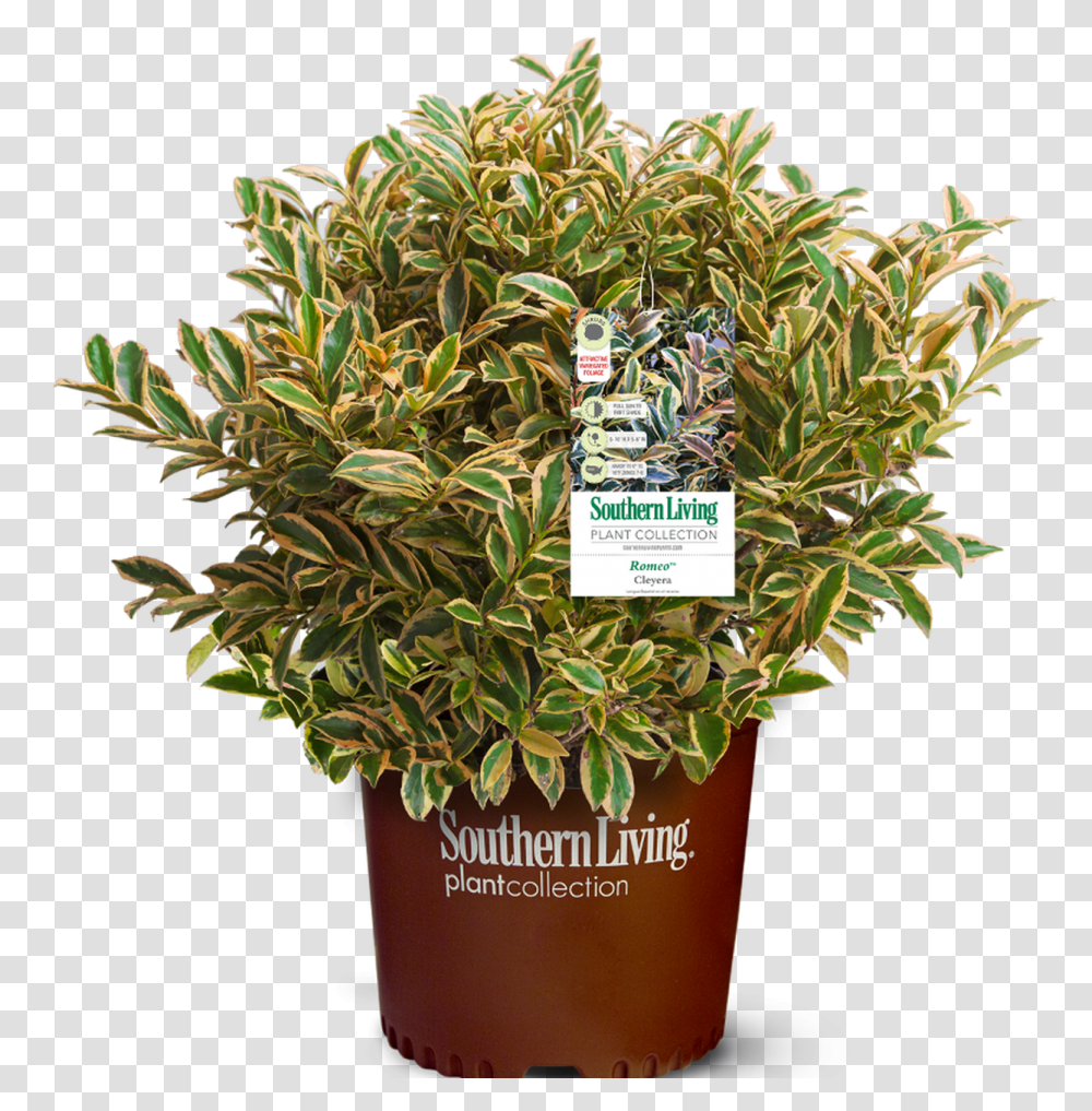 Romeo Cleyera In Branded Pot Main Southern Living, Plant, Vegetation, Tree, Bush Transparent Png
