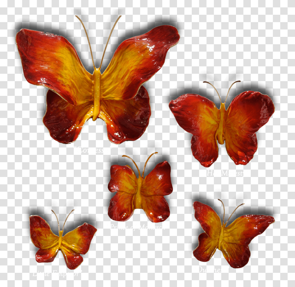 Ron Amp Sheila Ruiz Flame Butterfly Exposures International, Plant, Petal, Flower, Lobster Transparent Png