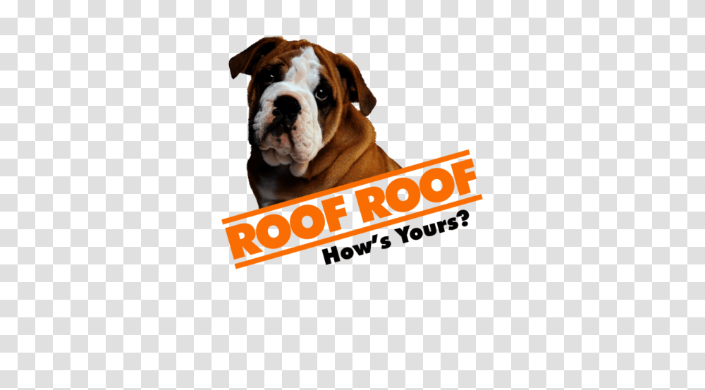 Roofing Contractor In Greenville Sc Roof Repair Replacement, Bulldog, Pet, Canine, Animal Transparent Png