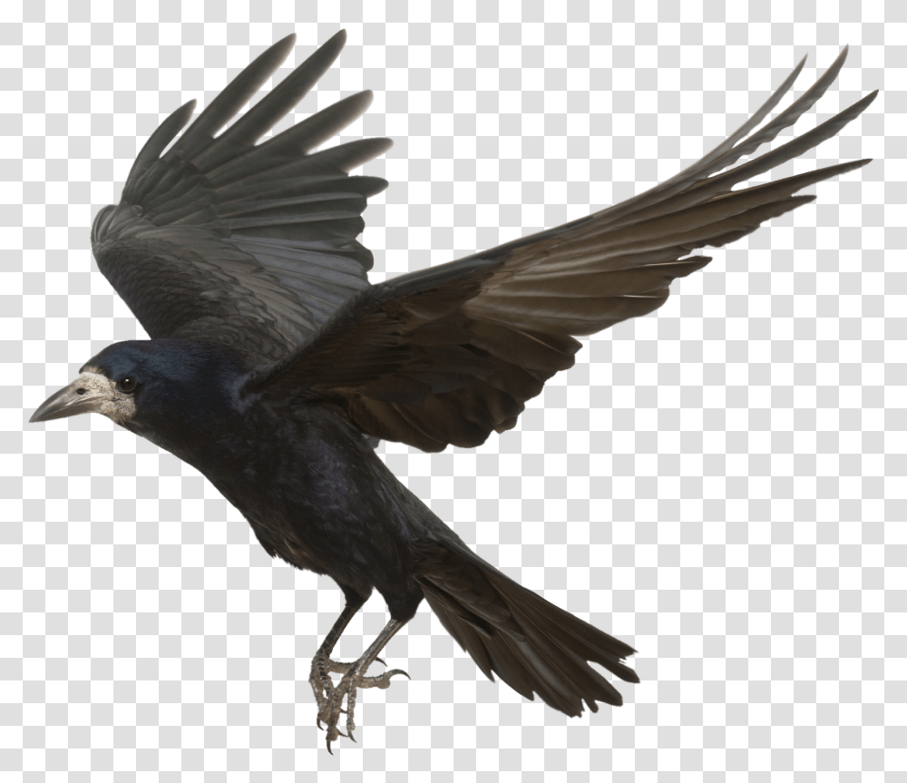 Rook Common Raven Bird Carrion Crow Flight Background Crow, Animal, Flying, Dove, Pigeon Transparent Png