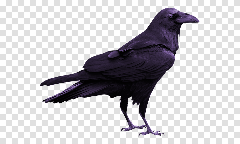 Rook Common Raven Silhouette, Bird, Animal, Crow, Blackbird Transparent Png
