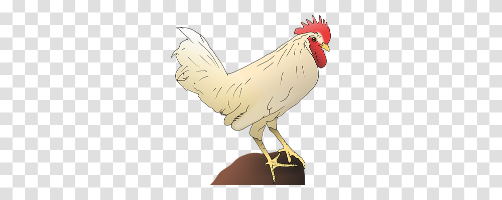 Rooster Animals, Bird, Fowl, Poultry Transparent Png