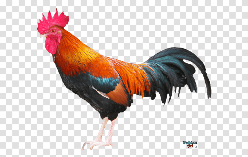 Rooster 2 Image Rooster, Chicken, Poultry, Fowl, Bird Transparent Png