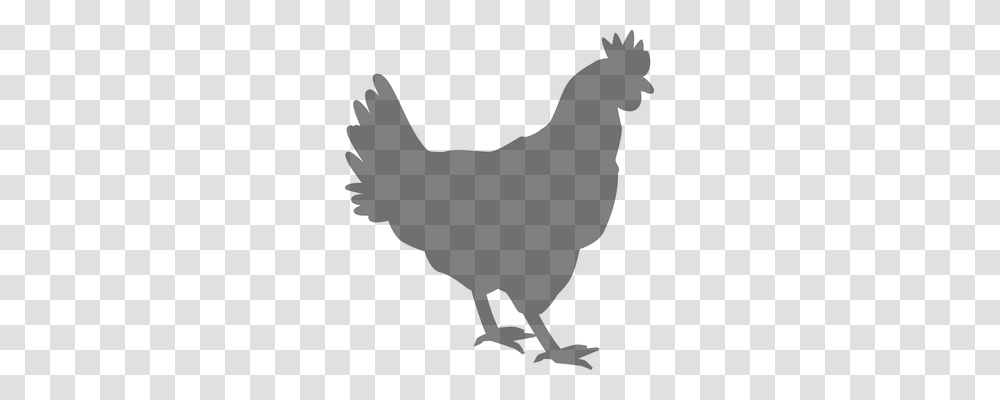 Rooster Animals, Gray, World Of Warcraft Transparent Png