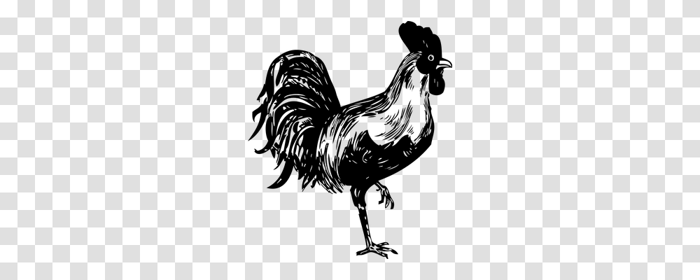 Rooster Animals, Gray, World Of Warcraft Transparent Png