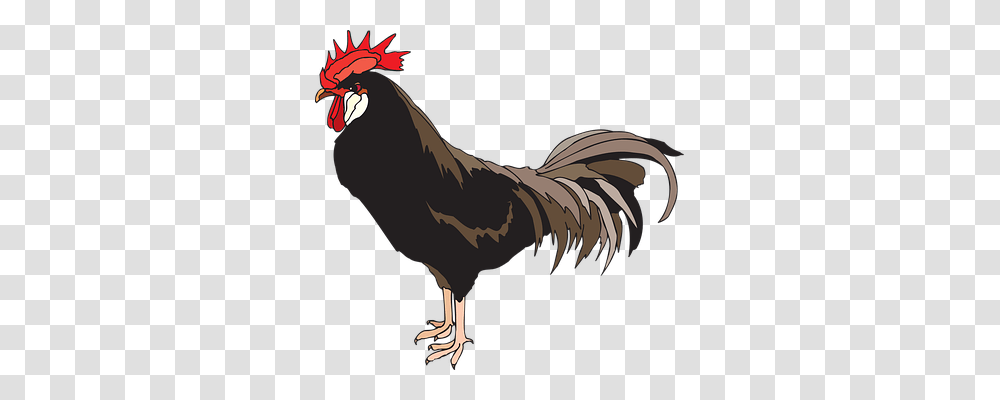 Rooster Animals, Chicken, Poultry, Fowl Transparent Png