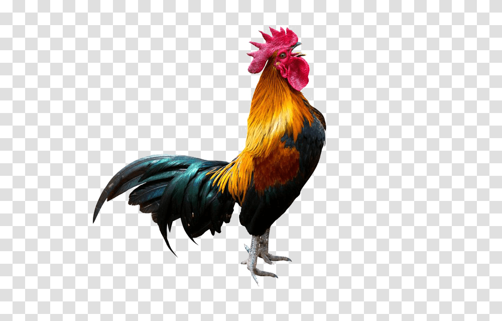 Rooster Background Arts, Chicken, Poultry, Fowl, Bird Transparent Png