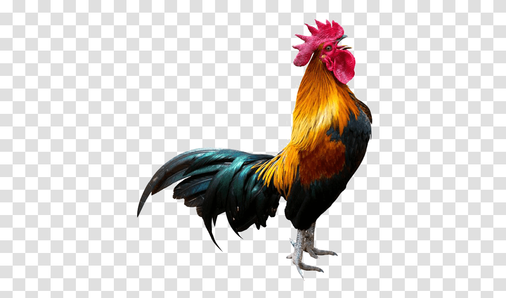 Rooster Background Crowing Rooster, Chicken, Poultry, Fowl, Bird Transparent Png