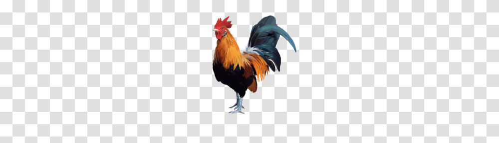 Rooster, Bird, Animal, Poultry, Fowl Transparent Png