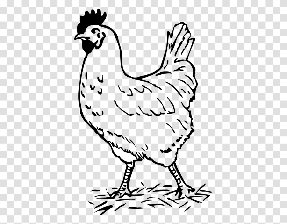 Rooster Bird Chicken Farm Walking Poultry Hen Hen Black And White, Animal, Fowl, Person, Human Transparent Png