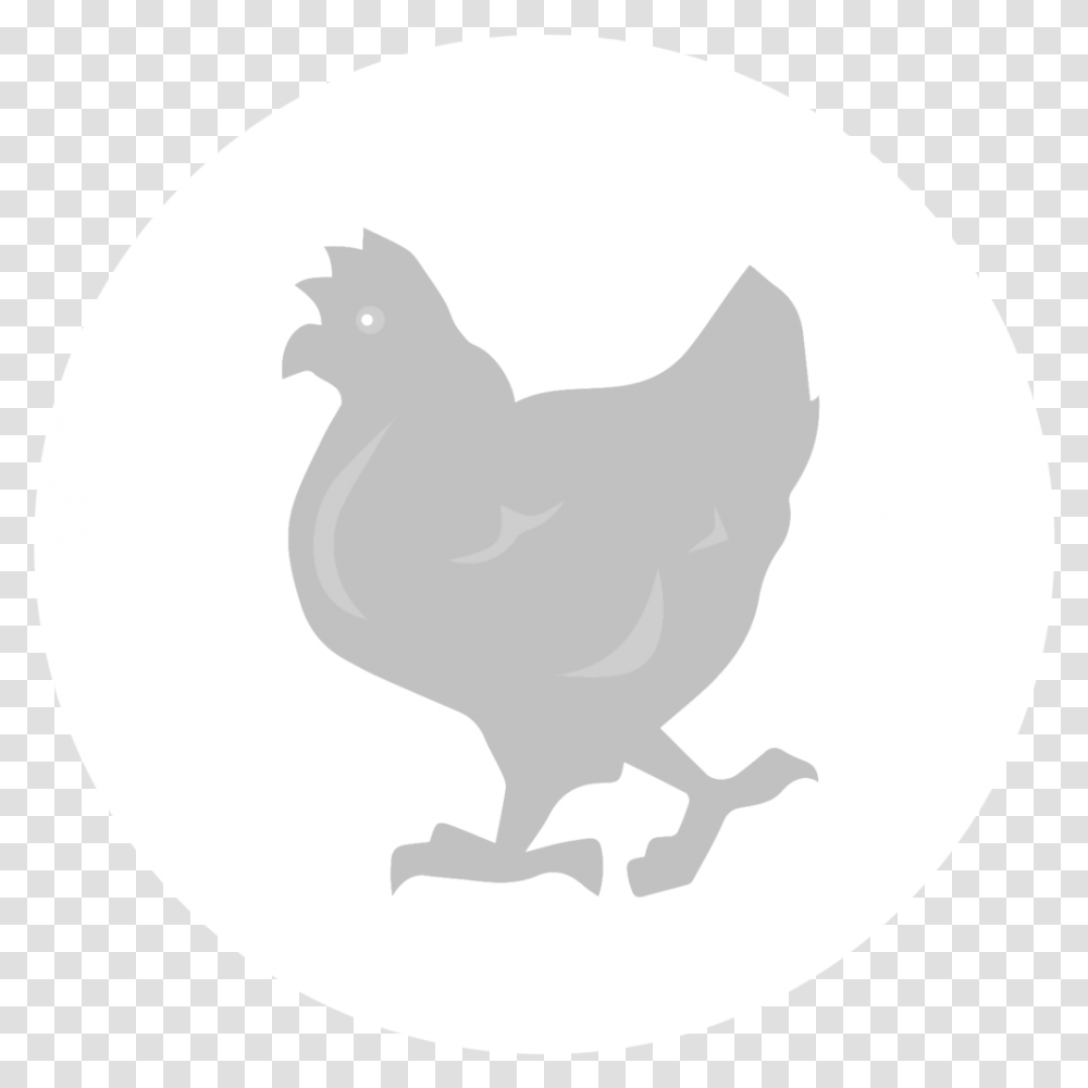 Rooster Chicken As Food Fauna Silhouette Black Rooster, Bird, Animal, Fowl, Poultry Transparent Png