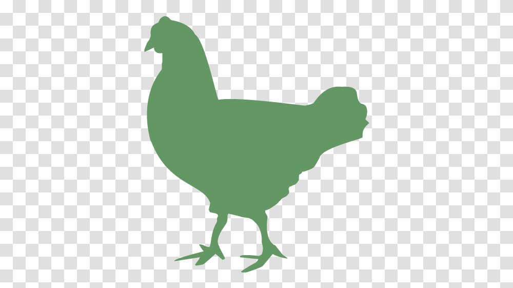 Rooster Chicken Duck Cattle Broiler Broiler, Animal, Bird, Fowl, Poultry Transparent Png