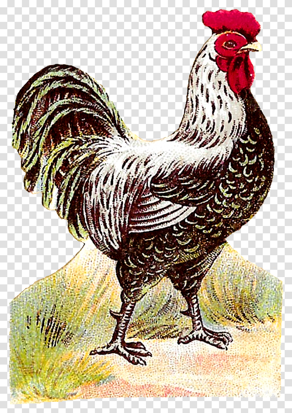 Rooster, Chicken, Poultry, Fowl, Bird Transparent Png