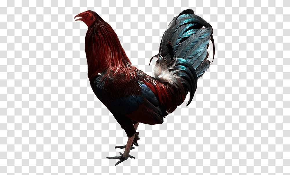 Rooster, Chicken, Poultry, Fowl, Bird Transparent Png