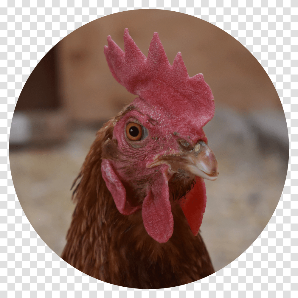 Rooster, Chicken, Poultry, Fowl, Bird Transparent Png