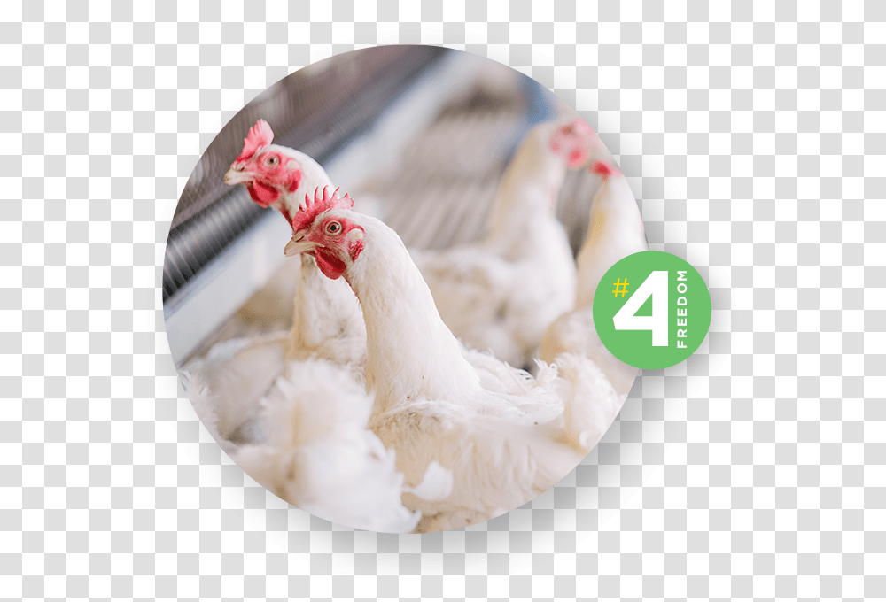 Rooster, Chicken, Poultry, Fowl, Bird Transparent Png