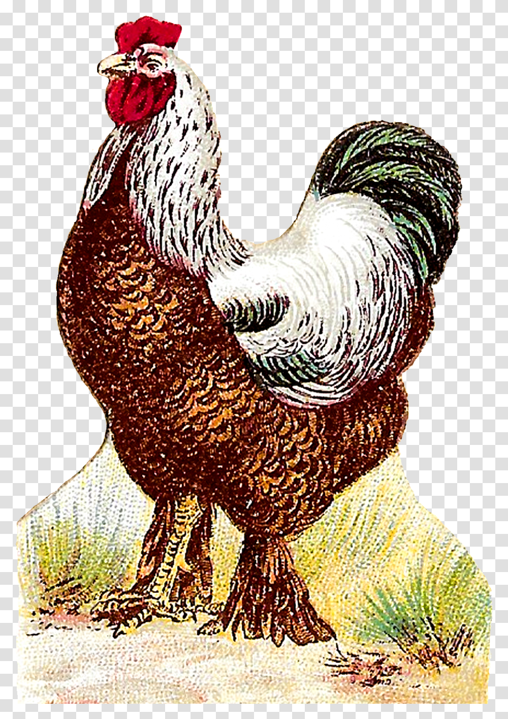 Rooster, Chicken, Poultry, Fowl, Bird Transparent Png