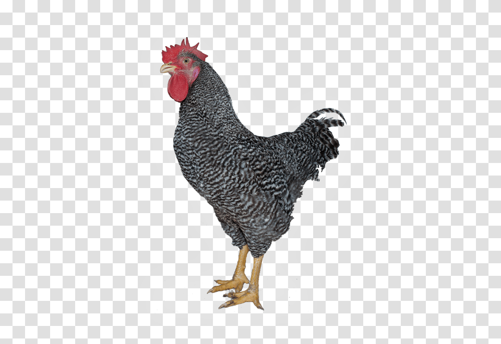 Rooster, Chicken, Poultry, Fowl, Bird Transparent Png