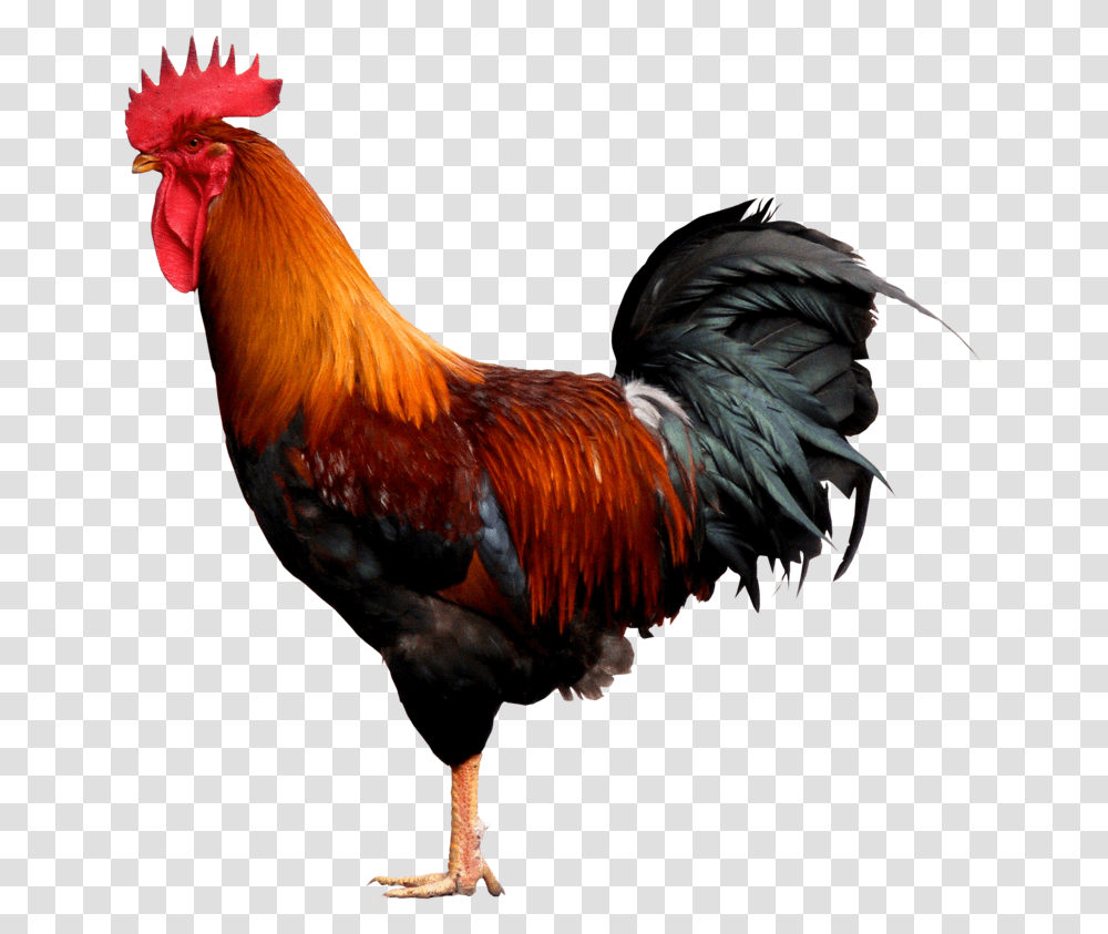 Rooster, Chicken, Poultry, Fowl, Bird Transparent Png