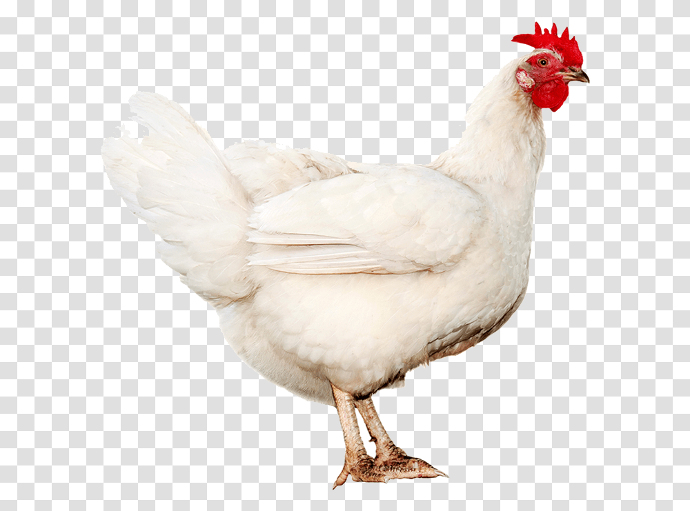 Rooster, Chicken, Poultry, Fowl, Bird Transparent Png