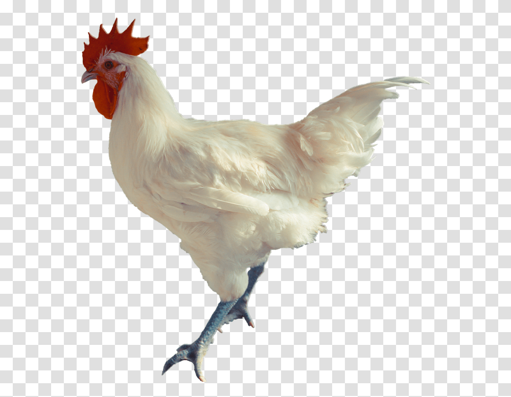 Rooster, Chicken, Poultry, Fowl, Bird Transparent Png