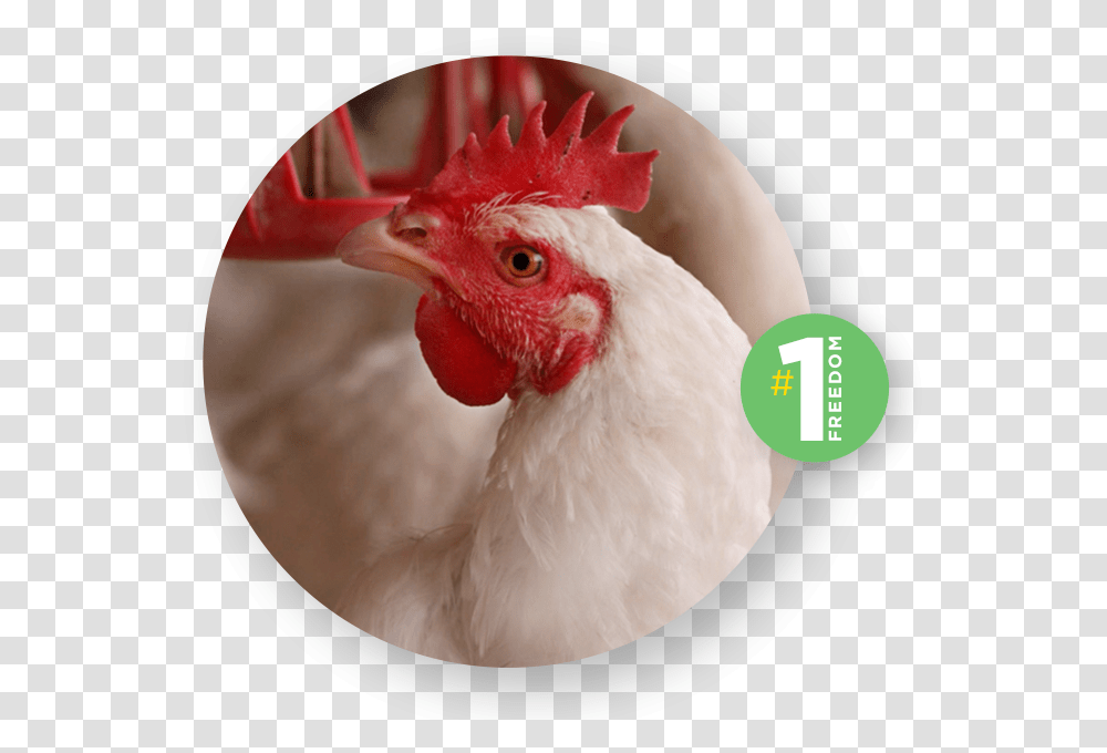 Rooster, Chicken, Poultry, Fowl, Bird Transparent Png