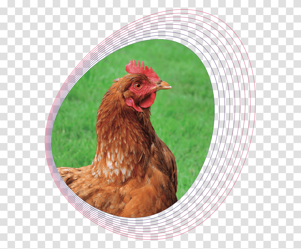 Rooster, Chicken, Poultry, Fowl, Bird Transparent Png