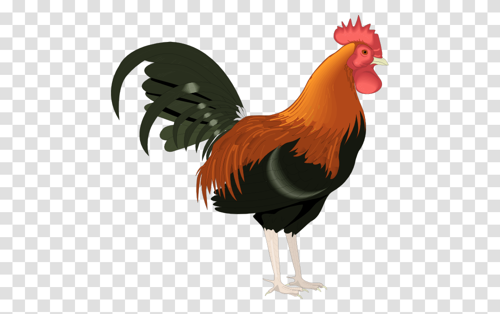Rooster Clip Art Cartoon Free Clipart Images Love, Chicken, Poultry, Fowl, Bird Transparent Png