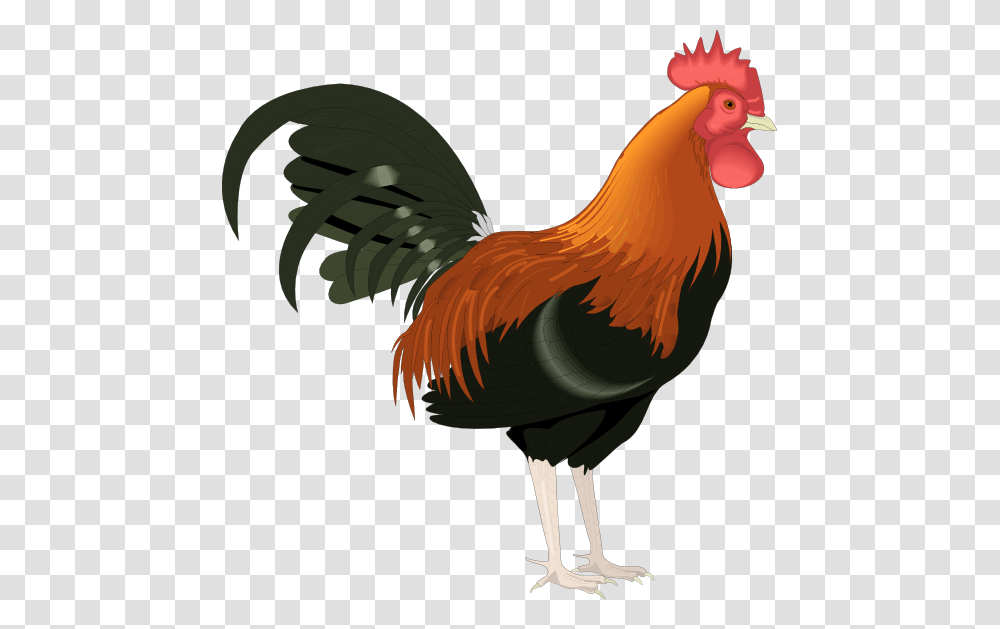 Rooster Clip Art, Chicken, Poultry, Fowl, Bird Transparent Png