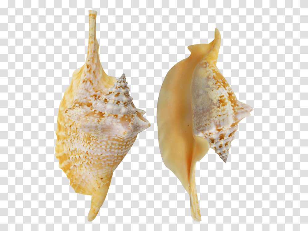 Rooster Conch Colored Shell 4 6 Shankha, Seashell, Invertebrate, Sea Life, Animal Transparent Png