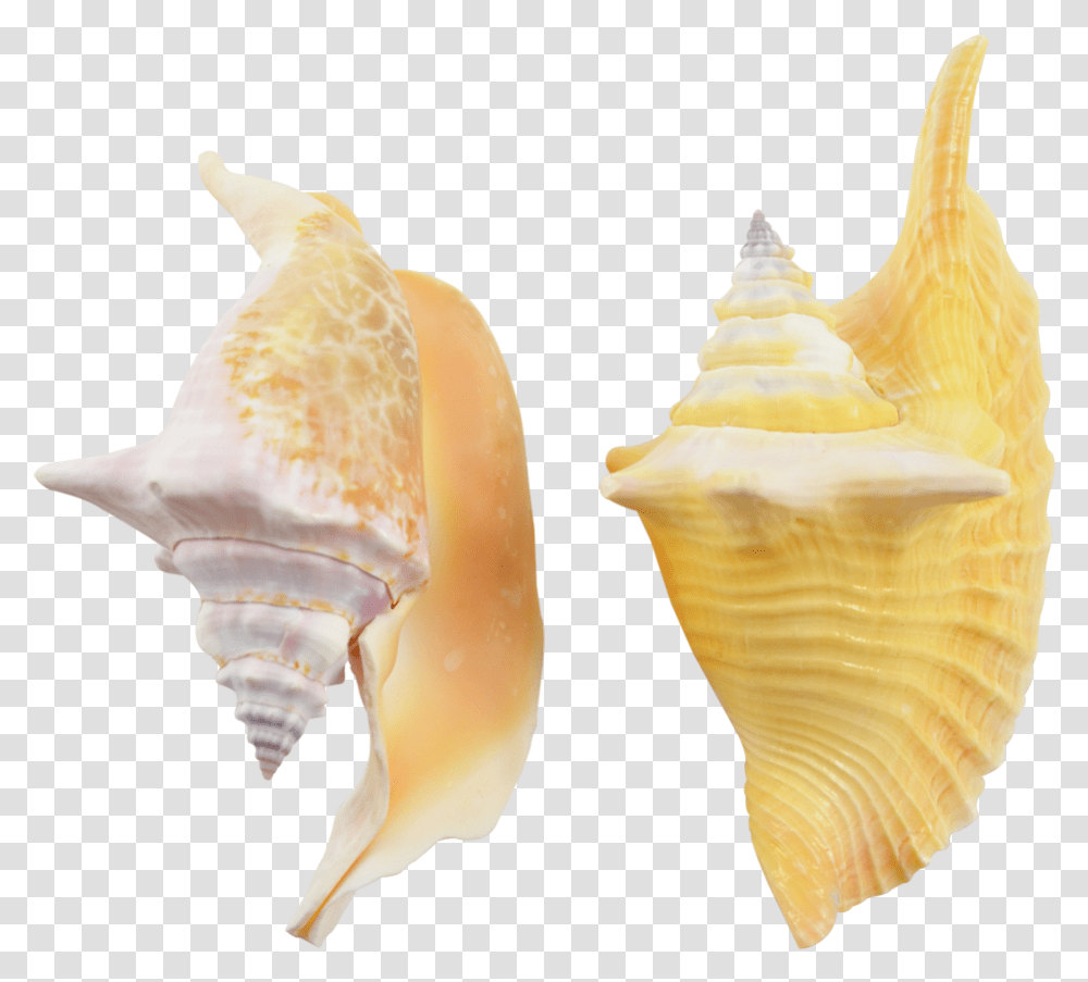 Rooster Conch Decorative Shell Seashells 4 6 Shell, Invertebrate, Sea Life, Animal Transparent Png