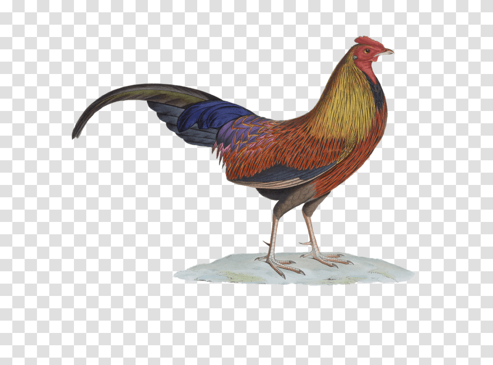 Rooster Drawing, Bird, Animal, Poultry, Fowl Transparent Png