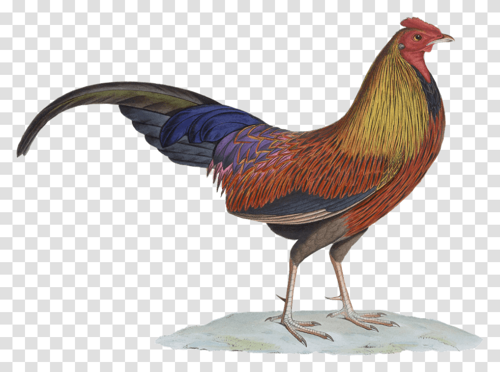 Rooster Drawing Rooster, Bird, Animal, Poultry, Fowl Transparent Png