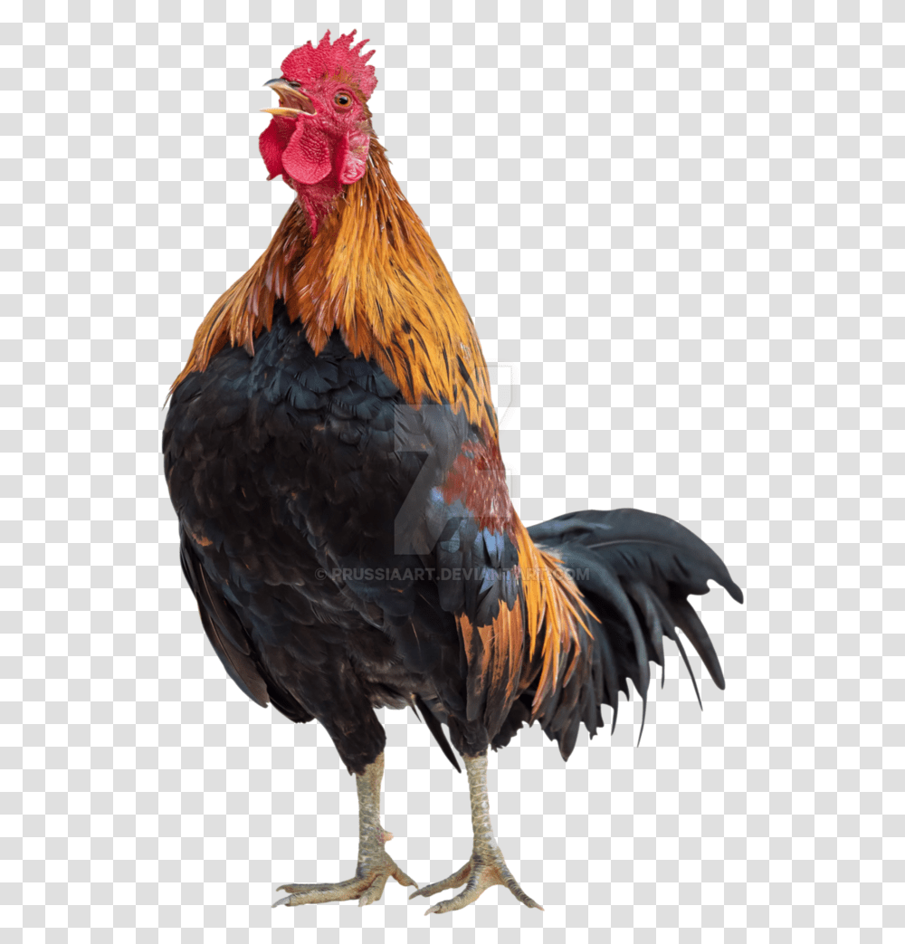 Rooster For Free Download On Mbtskoudsalg Background Chicken, Poultry, Fowl, Bird, Animal Transparent Png