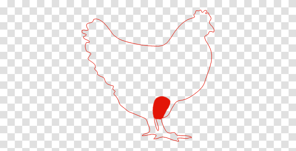 Rooster, Fowl, Bird, Animal, Poultry Transparent Png