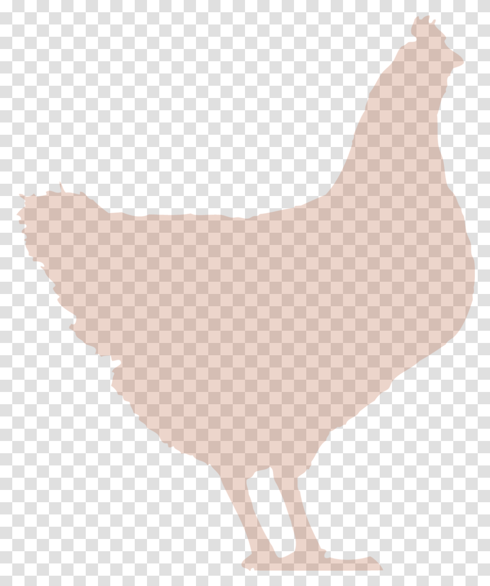 Rooster, Hen, Chicken, Poultry, Fowl Transparent Png