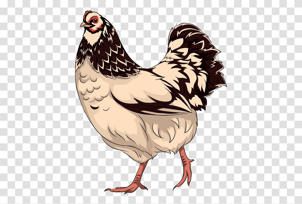 Rooster, Hen, Chicken, Poultry, Fowl Transparent Png
