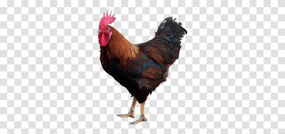 Rooster Images Cock, Chicken, Poultry, Fowl, Bird Transparent Png