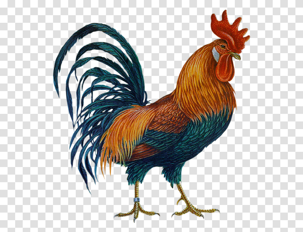 Rooster In Folkart Rooster, Chicken, Poultry, Fowl, Bird Transparent Png