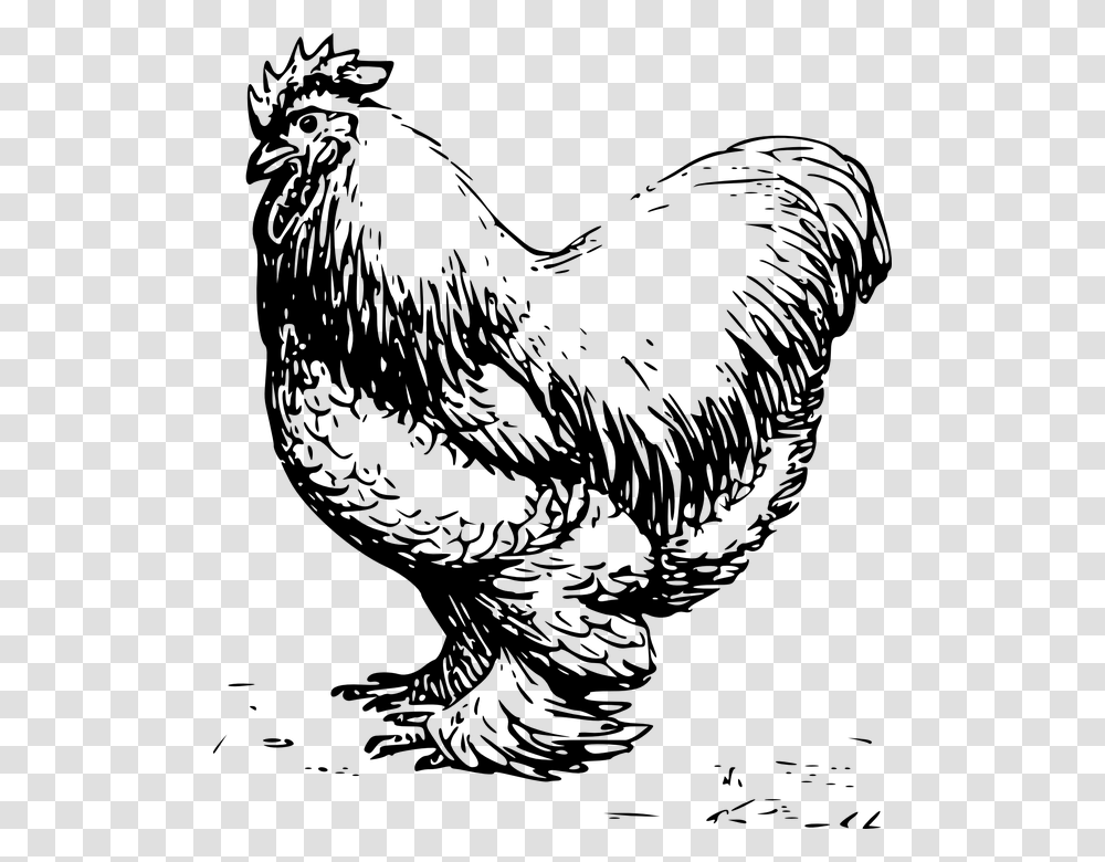 Rooster Male Barn Farm Chicken Feathers Clip Art Black And White Chicken, Gray Transparent Png