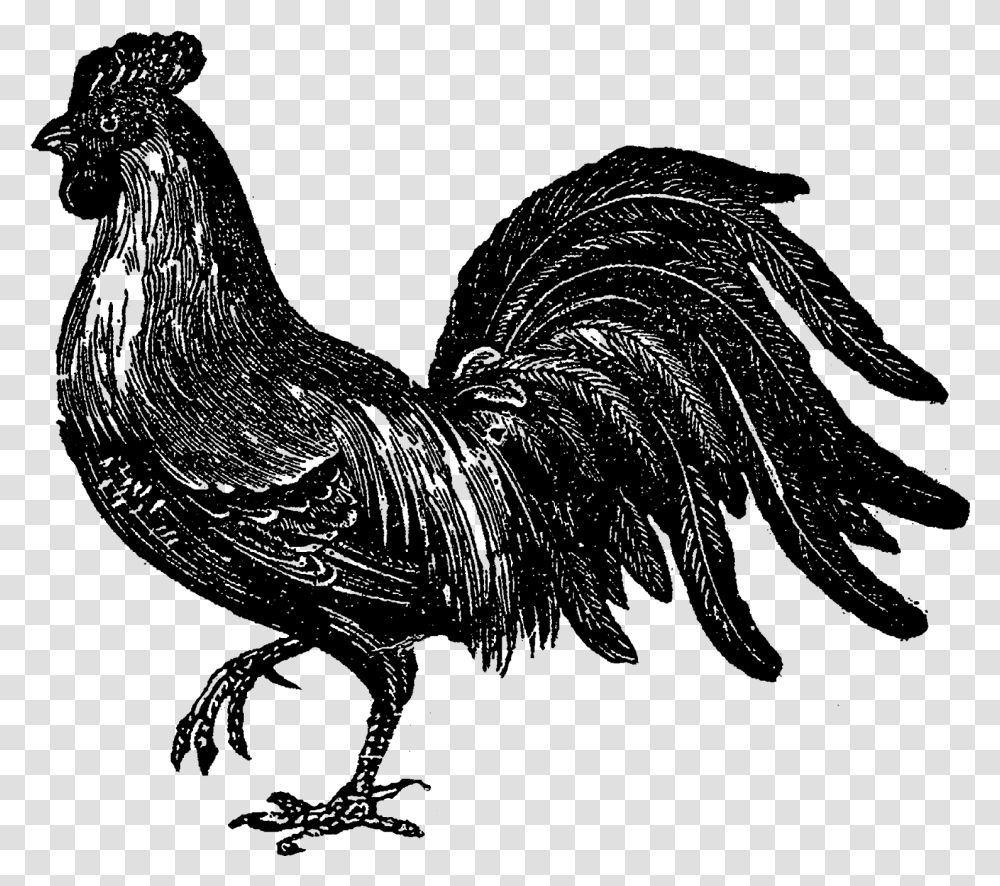 Rooster, Nature, Outdoors, Outer Space, Astronomy Transparent Png