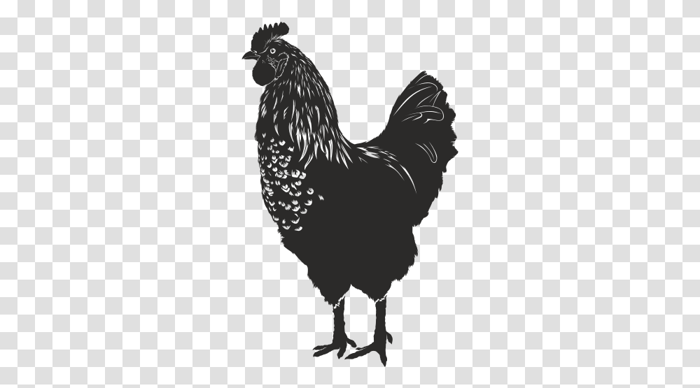 Rooster, Poultry, Fowl, Bird, Animal Transparent Png