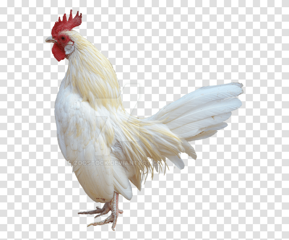 Rooster White White Rooster White Background, Bird, Animal, Chicken, Poultry Transparent Png