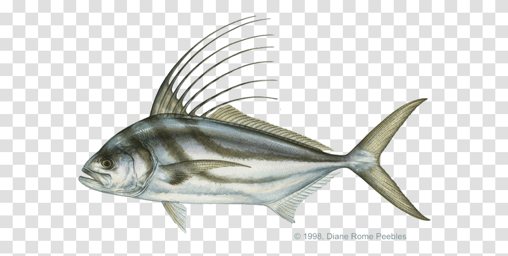 Roosterfish, Animal, Bird, Sea Life, Tuna Transparent Png