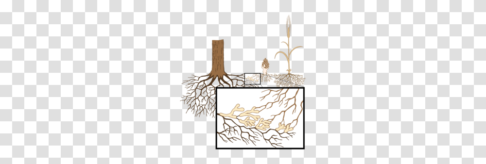 Root Clipart, Cross, Plant, Lamp, Tree Transparent Png