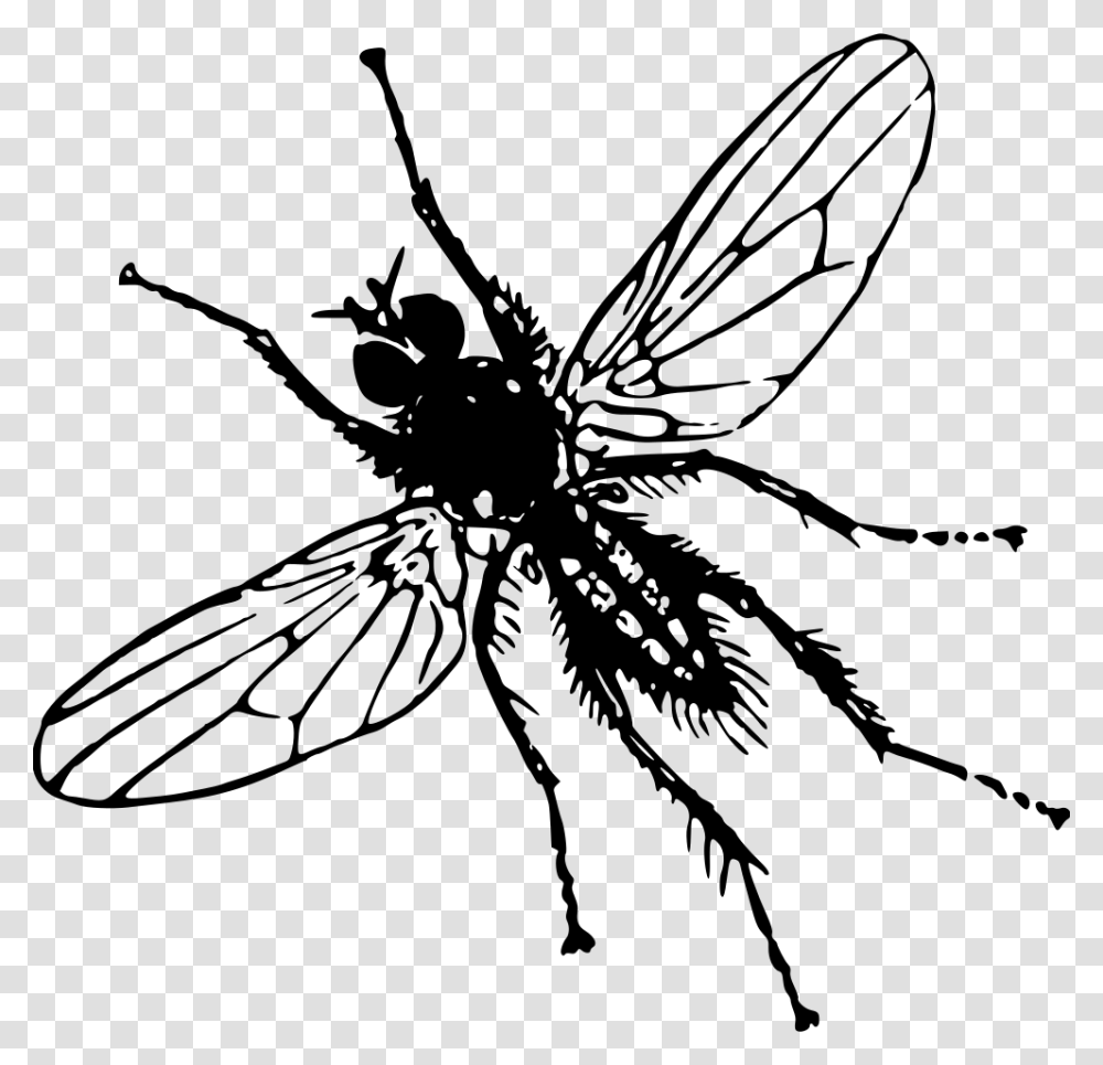 Root Fly Clip Art Image Of Insect, Gray, World Of Warcraft Transparent Png